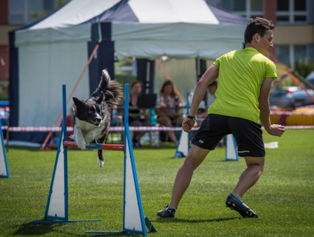 Mezinárodní mistrovství ČR border collií v agility 2017