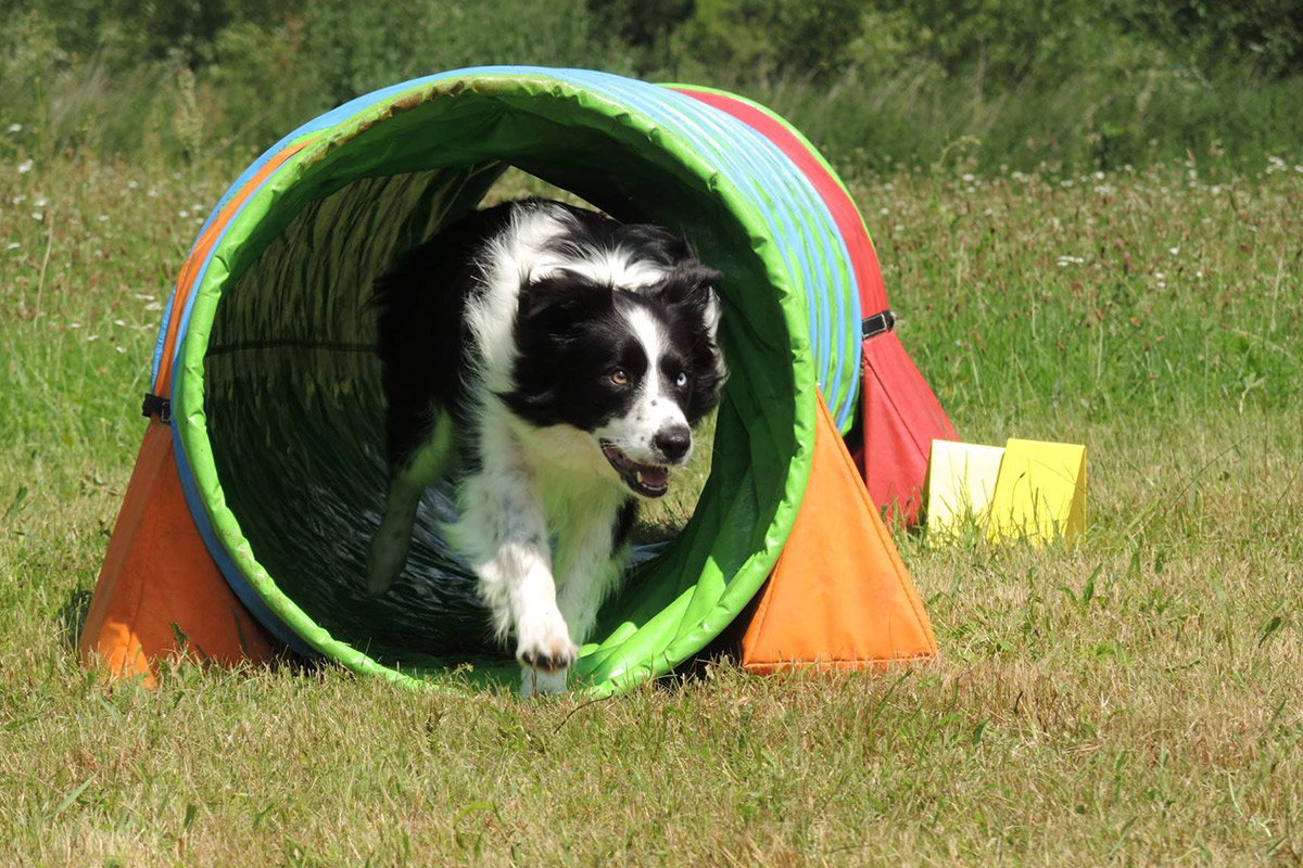 Agility tábor U Mloka