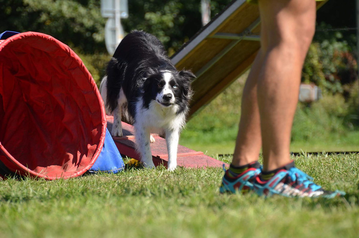 Agility tábor Louny