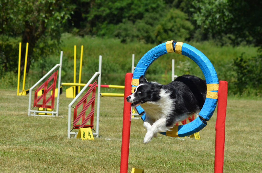 Agility tábor u Berounky