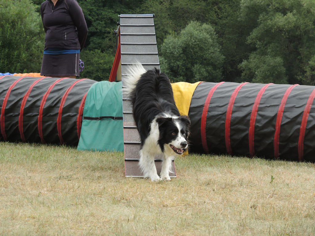 Agility tábor u Berounky