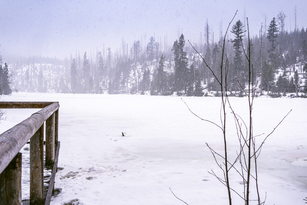 Šumava - Jezero Laka - Výlet se psem