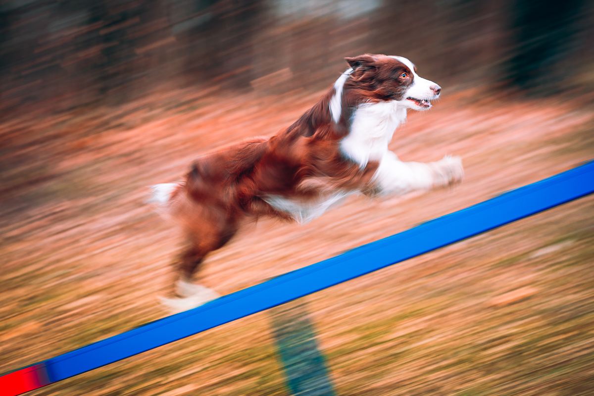 Lightroom preset - Agility panning