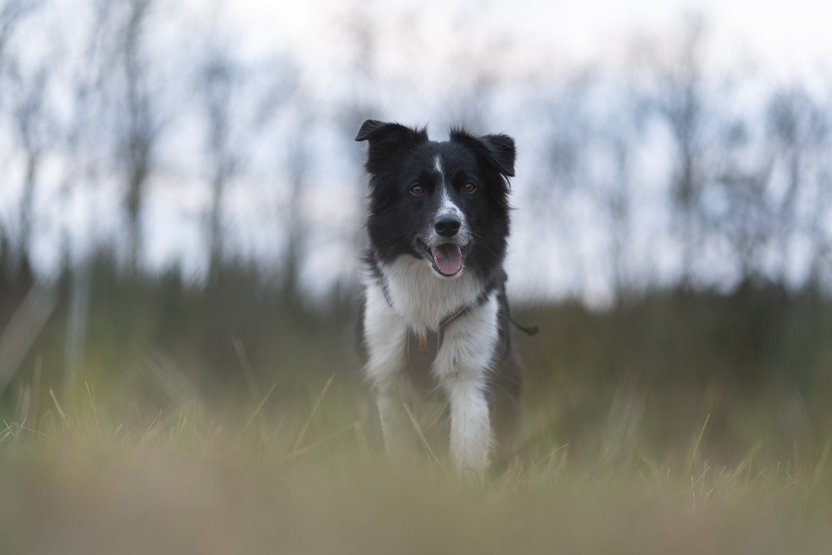 Lightroom preset - Meadow backlight