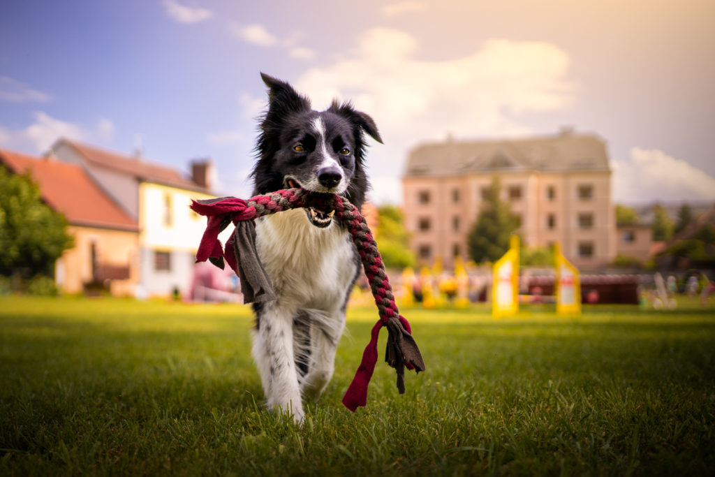 Agility závody Rokycanská skočná z pohledu organizátora