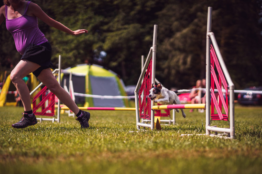 Agility závody Rokycanská skočná z pohledu organizátora