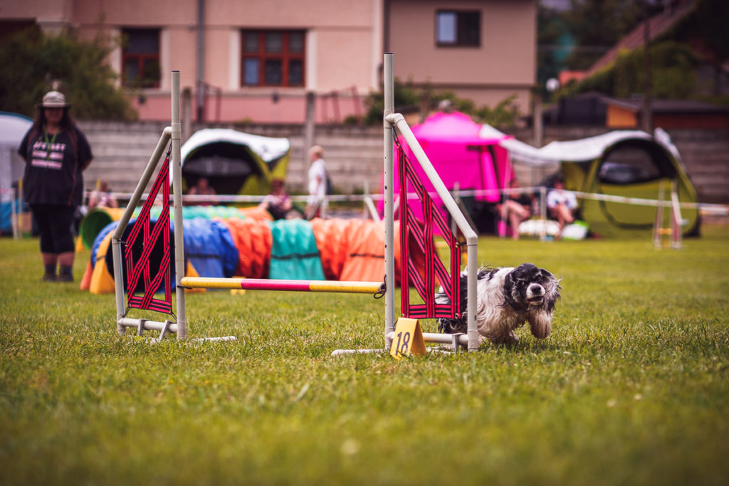 Agility závody Rokycanská skočná z pohledu organizátora