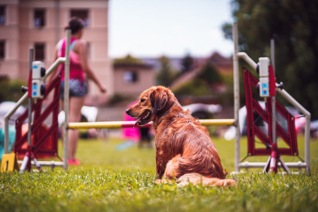 Agility závody Rokycanská skočná z pohledu organizátora