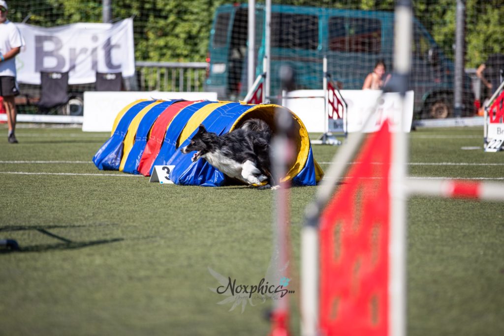 Radek Vandra - Agility závody