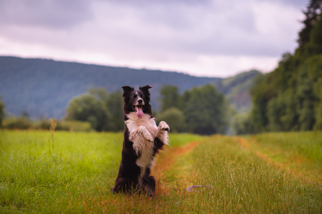 Agility tábor u Berounky 2021