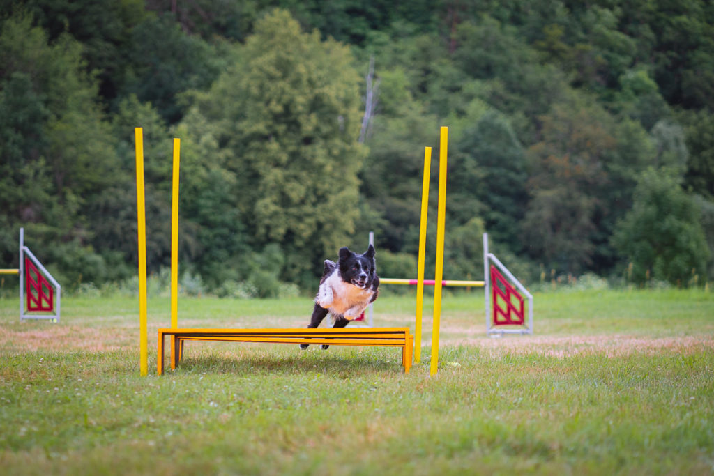 Agility tábor u Berounky 2021