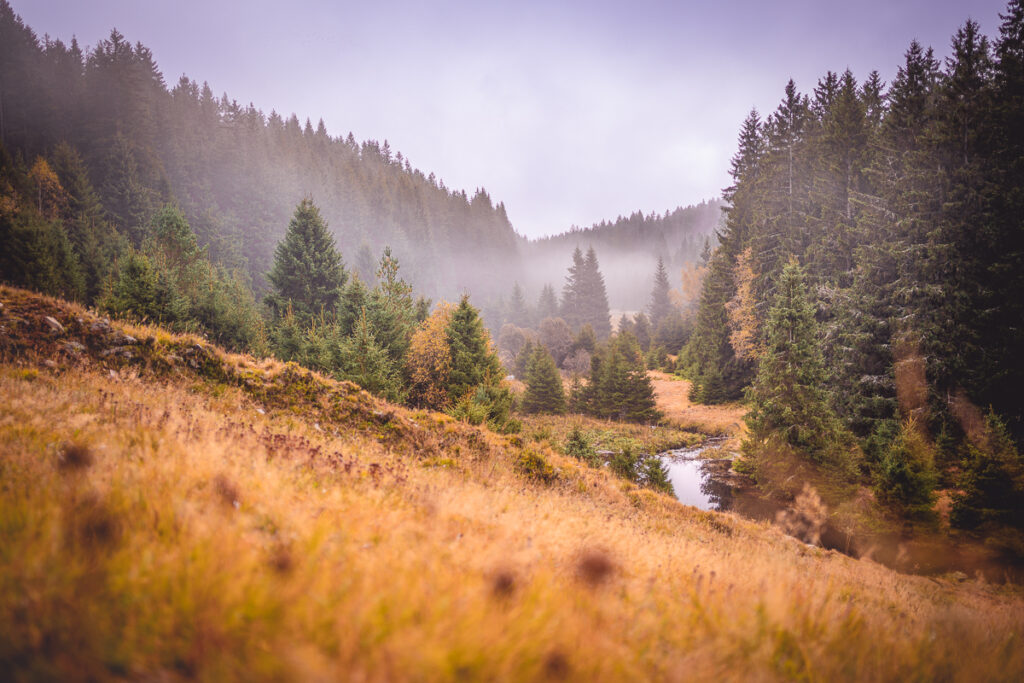 Kepelské Zhůří na Šumavě - Greenmind.cz - Cestování se psem