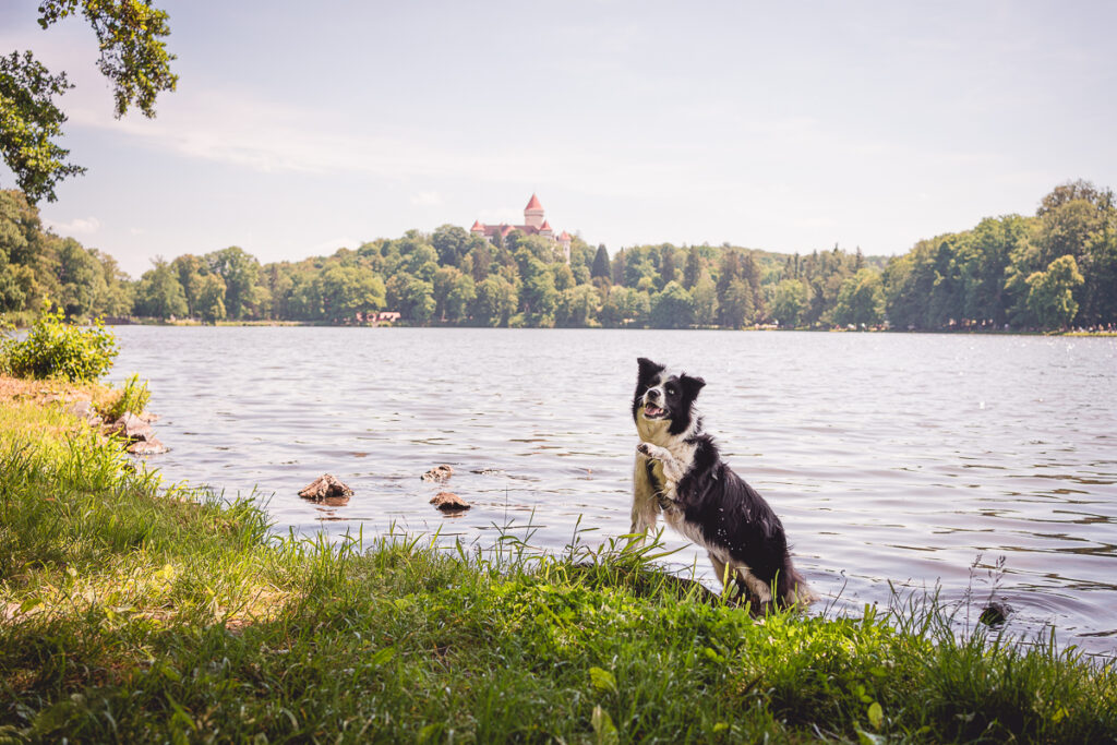 Výlet na zámek Konopiště - Středočeský kraj - Greenmind.cz - Cestování se psem