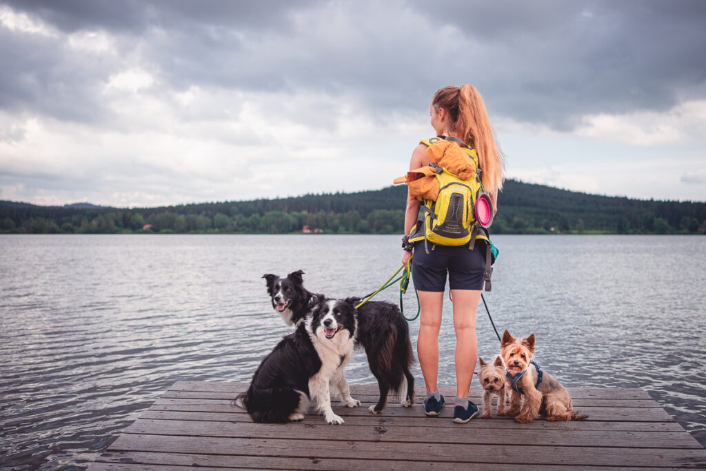 Naučná stezka Olšina - Šumava - Výlet - Greenmind.cz - Cestování se psem