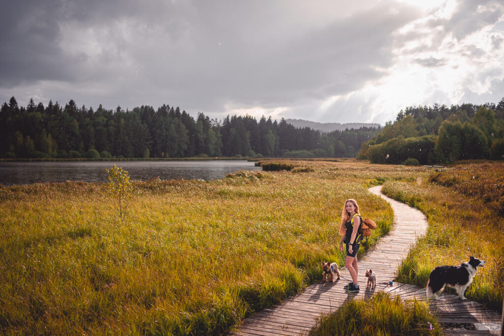 Naučná stezka Olšina - Šumava - Výlet - Greenmind.cz - Cestování se psem