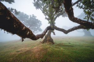 Madeira - Nejrozsáhlejší vavřínový prales na světě - Fanal - Portugalsko - Výlet - Greenmind.cz - Cestování se psem